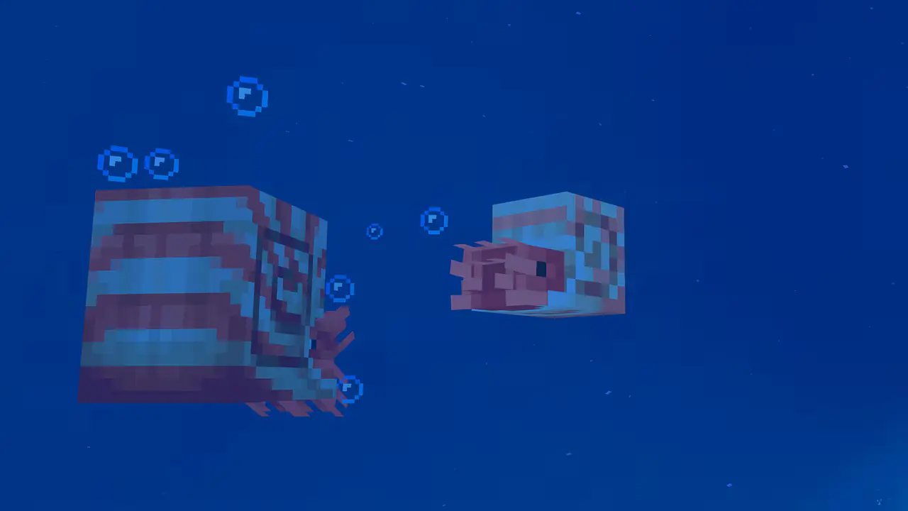 Bebek Nautilus
